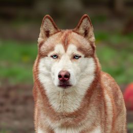 Phoenix - Siberian Husky