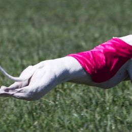 Whippets from Hounds of O’Neill