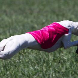Whippets from Hounds of O’Neill