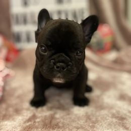 French Bulldog Puppies from Fur Royalty Frenchies