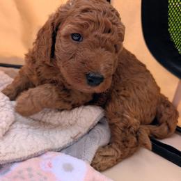 Chunky Monkey - Cream male Goldendoodle puppy in Flagstaff, Arizona from Pat's Poodle Pups & Moore