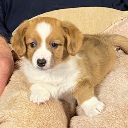 Chicklet - Sable merle and white female Cardigan Welsh Corgi puppy in Brookings, Oregon from Dragonfly Cardigans