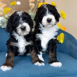 Ian - Tri-color male Bernedoodle puppy in Yuciapa, California from AlltheDoodlez_