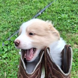 Cheesr - Gold male Border Collie puppy in Mt. Jackson, Virginia from Timeless Border Collies