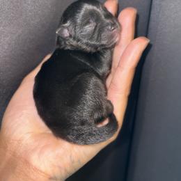 Everest - Black and tan female Pomeranian puppy in Okmulgee, Oklahoma from 918 Pomeranians