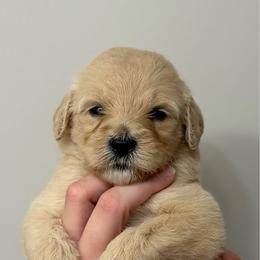 Light blue - Cream female Goldendoodle puppy in Ranger, Georgia from Muscadine Meadows Poodles and Doodles