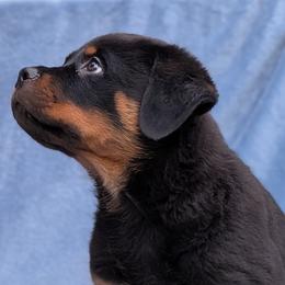 Ricky Baker - Black and mahogany male Rottweiler puppy in Cedar Fort, Utah from West Desert Rottweilers