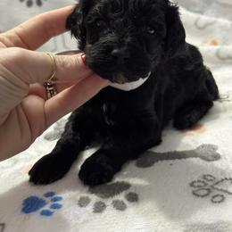White - Black male Cockapoo puppy in Lancaster, Kentucky from Dream Paws Puppies, LLC