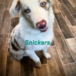 Australian Shepherd All Grown Up from LL Farm Australian Shepherds