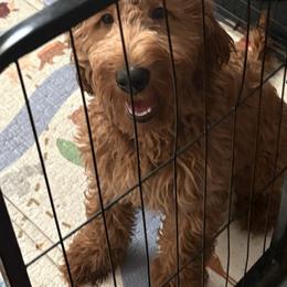 Maxx - Apricot male Goldendoodle puppy in Cleveland, Ohio from A&B Happybreeds