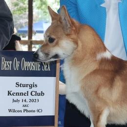 Jane - Pembroke Welsh Corgi