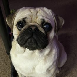 Moses - Pug