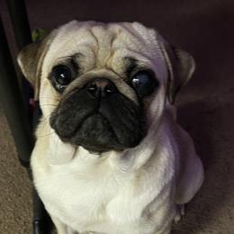 Moses - Pug