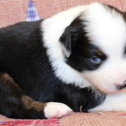 Taki - Black tri-color female Australian Shepherd puppy in Laurel, Mississippi from Reeves Australian Shepherds