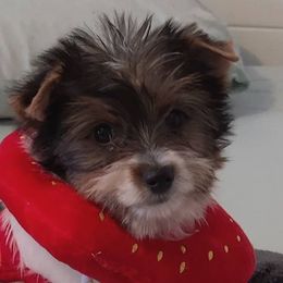 Blu - Yorkshire Terrier