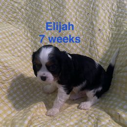 Sir Camelot (Elijah) - Tri-color male Cavalier King Charles Spaniel puppy in Broken Arrow, Oklahoma from Cavalier King Charles Heartland