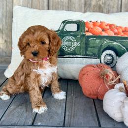 Toffee - Red and white female Cockapoo puppy in Preston, Idaho from Shaffer Top Notch Puppies