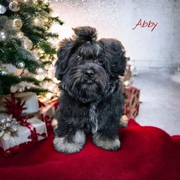 Abby - Black female Russian Tsvetnaya Bolonka puppy in Chicago, Illinois from Simply Bolonka - A Russian Tsvetnaya Bolonka Kennel