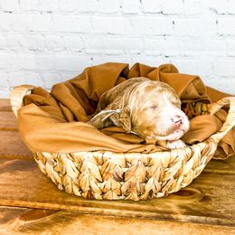 Bernedoodle and Goldendoodle Puppies from Larsen Litters