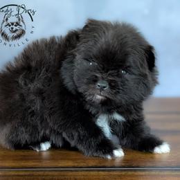 Shadow - Black male Pomeranian puppy in Fultonville, New York from Sandy Aussies & Pomeranians