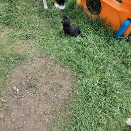 Australian Koolie All Grown Up from Tenacious Dogs