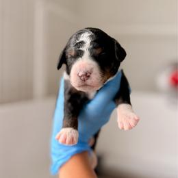 Black collar - Tri-color male Bernedoodle puppy in Cold Spring, Minnesota from A.N.A. Doodles