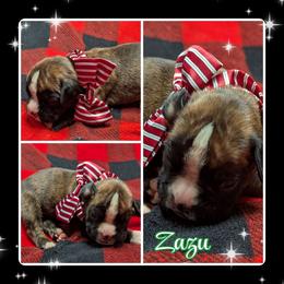 Zazu - Brindle male Boxer puppy in Mountain Home, Idaho from LJK Boxers & Toy Aussies