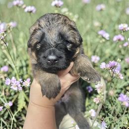 Jonagold - Sable male German Shepherd puppy in Oakland, Oregon from VHM German Shepherds