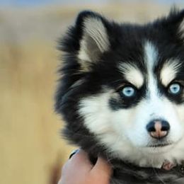 Pomskies from BeYoutifully Perfect Pomskies