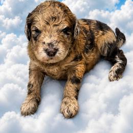 Jessie - Chocolate merle female Bernedoodle puppy in Williston, Florida from Tera Caldwell