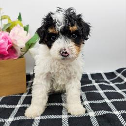 Rad - Tri-color male Bernedoodle puppy in Granton, Wisconsin from Rose River Farms