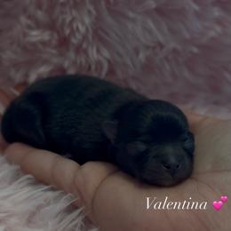 Pomeranian Puppies from Cascade Pomeranians