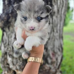 Ella - Merle female Pomsky puppy in Mc Callsburg, Iowa from SZ Rolling Acres LLC