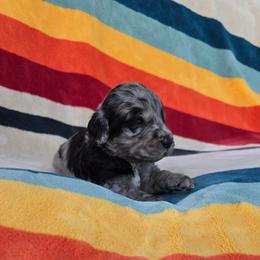 Paxton - Blue merle male Sheepadoodle puppy in Owensville, Missouri from Oak Valley Kennels