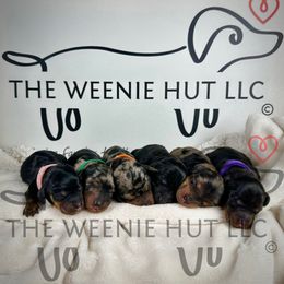 Dachshund puppies from The Weenie Hut