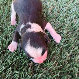 Aladdin - Black and white male Aussiedoodle puppy in Bakersfield, California from Annie's Aussies