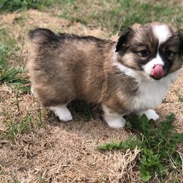 Pembroke Welsh Corgi Puppies from Diamond G Corgis