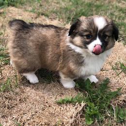 Pembroke Welsh Corgi Puppies from Diamond G Corgis