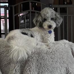 Kaluha - Goldendoodle