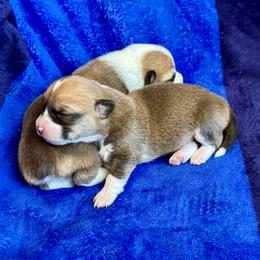 Pembroke Welsh Corgi Puppies from Pembroke Welsh Corgis at Belle Haven