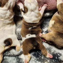 Boy 3 - Red and white male Bulldog puppy in Hillsdale County, Michigan from KZ Bullies LLC