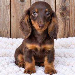 Sharon - Chocolate and tan female Dachshund puppy in Industry, Illinois from KDKs Kennels