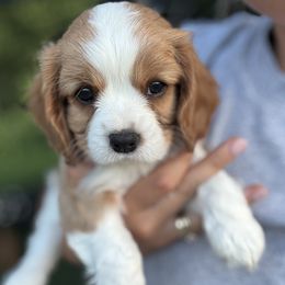 Cavalier King Charles Spaniel Puppies from Montpelier Cavaliers