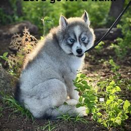 Pomsky and Siberian Husky Puppies from A-Dream Pomsky Kennel