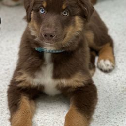 Girl 5 - Red tri-color Australian Shepherd puppy in Marshall, Virginia from Aussie Tales Farm