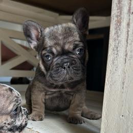 Bonnie - Fawn female French Bulldog puppy in Belleville, Illinois from Poppy’s Frenchies