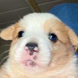 Girl 2 - Red merle and white female American Corgi puppy in Sequatchie, Tennessee from Green Star Farm Corgis