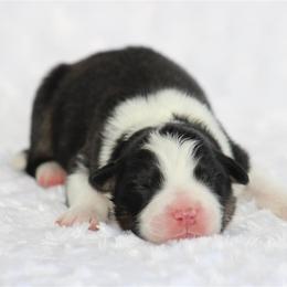 Smith - Wesson - Black tri-color male Australian Shepherd puppy in Circleville, Utah from Canyon Creek Aussies