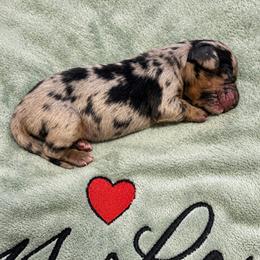Dachshund puppies from Lilly's Long Dogs