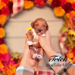 Trick - Red  male Goldendoodle puppy in Mendon, Massachusetts from Comfort & Cuddle Co